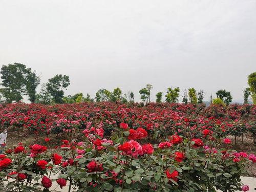 日本网红月季花园图片,浪漫花海中的诗意栖息地