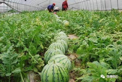 51朝阳吃瓜热门,揭秘热门事件背后的真相与笑料