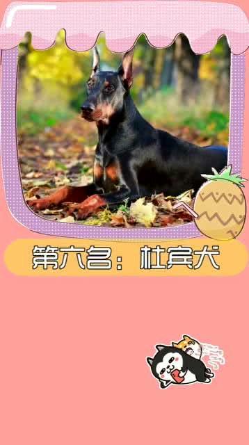 头条里最喜欢的狗狗,我最爱的狗狗品种揭秘