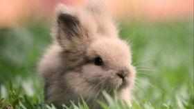 道具吃瓜的兔兔,兔兔的吃瓜日常