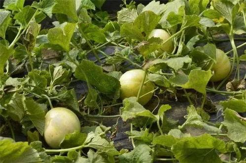 梦到瓜地吃甜瓜,甜蜜瓜果的奇幻之旅