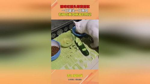 娱乐吃瓜酱罐头,吃瓜酱罐头带你领略幕后风云